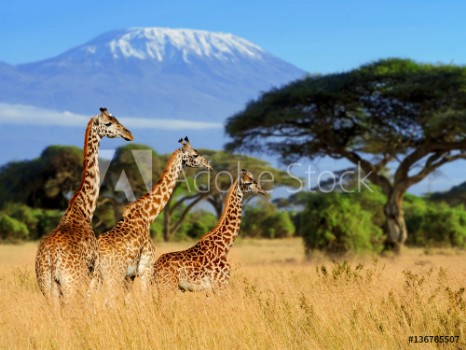 Picture of Three giraffe on Kilimanjaro mount background